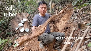 The most delicious wild tubers I am very lucky today Robert  Green forest life ep270 [upl. by Lello]