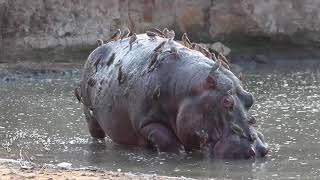 Shenton Safaris Old Hippo Bull on his Last Legs [upl. by Meenen606]