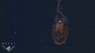 The anglerfish The original approach to deepsea fishing [upl. by Knut508]