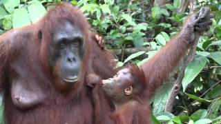 Mother and baby orangutan show their love [upl. by Netsew]