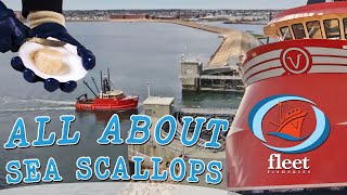 SeaTube quotAll About Scallopsquot  OceansFleet Fisheries  An Informative Series [upl. by Otter]