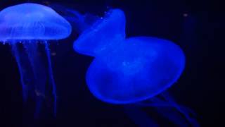 Beautiful Moon JellyFish at the Georgia Aquarium Changing Colors [upl. by Rosati]