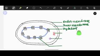 Draw and Learn Chloroplast Diagram for Class 10 [upl. by Tiana]