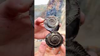 Hidden Secrets in Fossil Rocks [upl. by Altaf709]