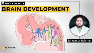 Brain Development  Embryology Lecture Library  Medical Student VLearning [upl. by Yreneh]