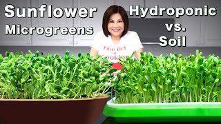 Sunflower Microgreens  Hydroponic vs Soil 向日葵芽苗水培種植 [upl. by Jarrow]