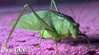 Scudderia species Orthoptera Tettigoniidae Phaneropterinae [upl. by Nosreve]