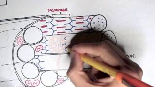 Myology  Skeletal Muscle Contraction [upl. by Siffre]