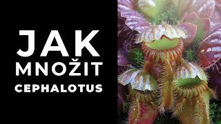 Jak množit cephalotus [upl. by Kifar842]