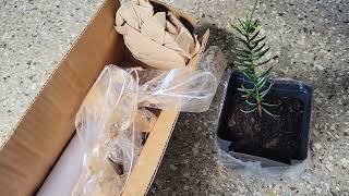 Unboxing Torreya from camforestcom and Dragon Spruce from mikesplants etsycom [upl. by Eninej39]