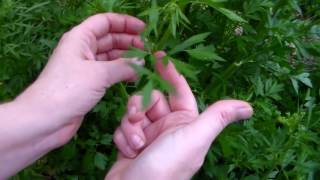 How To Harvest Parsley [upl. by Leitao]