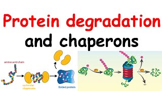 Protein degradation and chaperones [upl. by Eiramana]