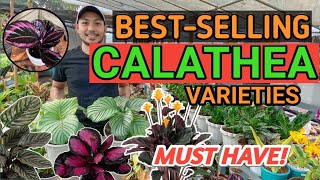 BESTSELLING CALATHEA VARIETIES  2021 [upl. by Eaton]