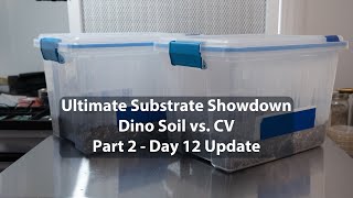 Coco Coir vs Dino Soil EPIC Mushroom Substrate Showdown Part 2  Day 12 Update [upl. by Eirret8]