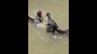 common moorhen sound common moorhen bird common moorhen bird hunting call common moorhen baby [upl. by Assereht]