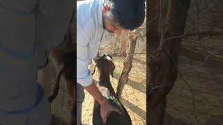 Ruminal movement in Goat shortvideo bakripalankaisekare [upl. by Nahej537]