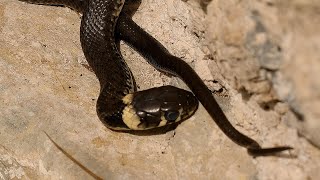 ヨーロッパ ヤマカガシ（無毒） European grass snake Natrice dal collare [upl. by Christalle]