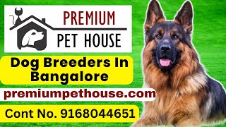 Dog breeders In Bangalore  Puppies for sale online in Bangalore  Premium Pet House  Dog Kennel [upl. by Nolyag464]