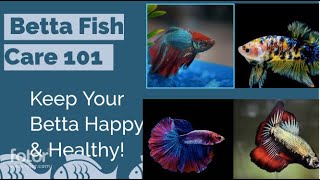 Betta Fish Care 101 Everything You Need to Know [upl. by Millda403]