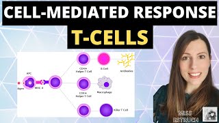 CELLMEDIATED response  Alevel biology immunity cellular response of T cells T Lymphocytes [upl. by Eerdua]