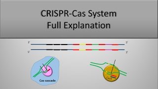 CRISPR System and CRISPR CAS9 Technique The full principle Part 1 [upl. by Eema294]