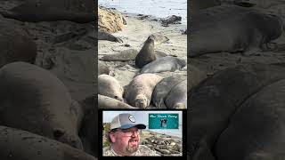 The Elephant Seal Rookery near Hearst Castle Ca [upl. by Adnof443]