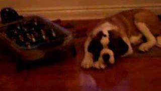 Five Month Old Saint Bernard Kicks Butt At Obedience [upl. by Bobker221]