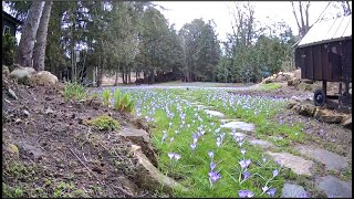 We planted 10000 crocuses and this is what happened [upl. by Langille]