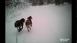 skijoring with 2 dogs in sweden [upl. by Annod]