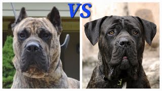 Presa Canario VS Cane Corso [upl. by Sharline547]