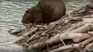 How Do Beavers Build A Dam  BBC [upl. by Oinoitna]