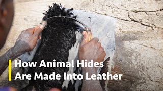 How Leather Is Made From Animal Hides  Leather Tanning Process [upl. by Jump876]