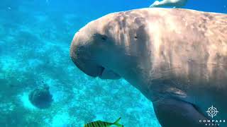 Divers Swim Up Close with Dugong [upl. by Leoy]