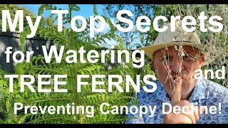 How to Water Tree Ferns Dicksonia antarctica The Right Way [upl. by Maryly]