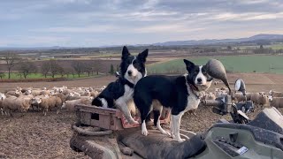 Two incredible collie sheepdogs herding sheep in Scotland [upl. by Eldora]