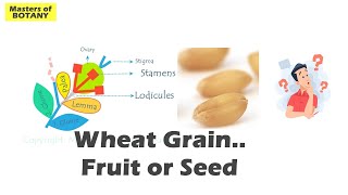 Wheat Grain Caryopsis  Seed or Fruit  Confusion in Achene Cypsella and Grain  Explained [upl. by Luebke900]