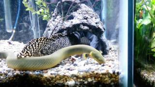 Feeding My Ornate BichirPolypterus Ornatipinnis 1080 [upl. by Yclek]