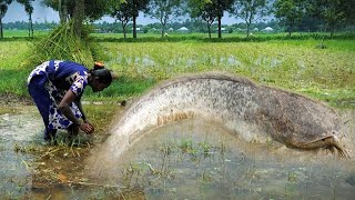 Wow catch Japan catfish Orenda Cap fish red fish at rice field for raising [upl. by Eolande170]