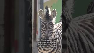 🦓 El Quagga La Cebra Extinta que Están Intentando Revivir 🐾 viralshort [upl. by Kilbride]