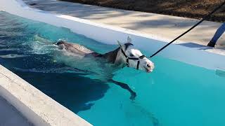 Horse swimming pool [upl. by Veradia]