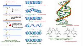 pyrimidine dimers mutation ultraviolet light molecular biology [upl. by Acinomahs]