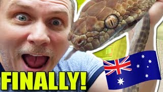 I GOT ALL THESE AWESOME NEW SNAKES Australian Pythons  BRIAN BARCZYK [upl. by Axela106]