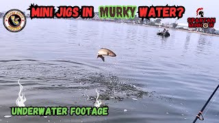 Can You Catch Trout On Mini Jigs In Murky Water  Underwater Footage  Santa Ana River Lakes [upl. by Obola]