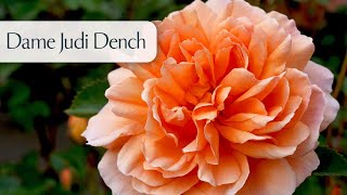 Dame Judi Dench  Rose [upl. by Avelin]