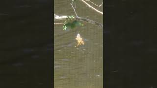 Caught this cute iguana dancing its way across the lake shorts travel wildlife iguana dance [upl. by Alger]