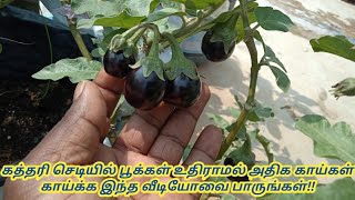 Easy way to Control quotFlower Falling in brinjalquot and Get More Brinjals  Easy Tips Easy Method [upl. by Aivital]