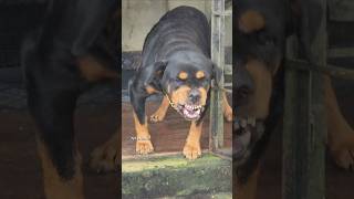 Angry Rottweiler growling sound rottweiler angrypuppy funnyanimals funny angrypets funnypets [upl. by Mychal363]