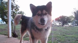 How to Speak Malamute [upl. by Amerigo]