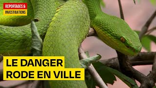 Les serpents de Bangkok  le danger rode en ville  Documentaire Découverte HD AMP [upl. by Atsylak]