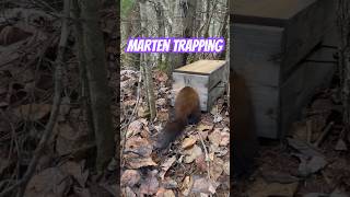 Marten Trapping With 120 Conibear and Fisher Exclusion Box [upl. by Neirb405]